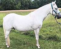 a-show-paso-fino-horse