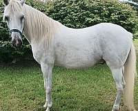 adults-paso-fino-horse