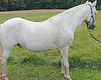 bloodline-paso-fino-horse