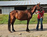 bay-project-rescue-horse