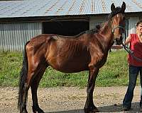draft-percheron-colt-gelding