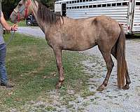 grey-gaited-project-horse