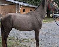 gaited-project-paso-fino-horse