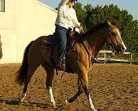 penning-quarter-horse