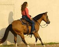 kid-safe-quarter-horse