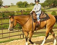 ranch-quarter-horse