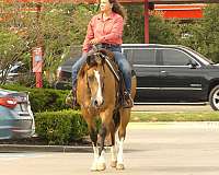 ranch-versatility-quarter-horse