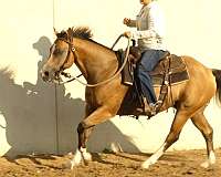 ranch-work-quarter-horse