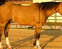 ridden-western-quarter-horse