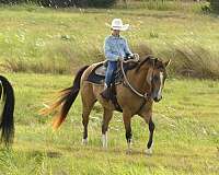 roping-quarter-horse
