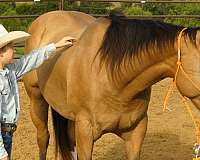 team-penning-quarter-horse
