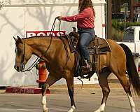 trail-class-competition-quarter-horse