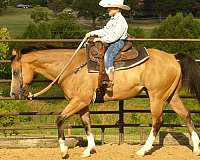 trail-quarter-horse