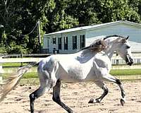 all-around-andalusian-horse