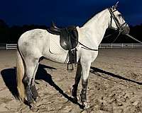 athletic-andalusian-horse