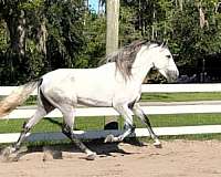 breeding-andalusian-horse