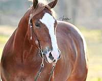blaze-socks-horse