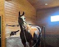 sorrel-blaze-socks-horse