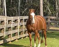 a-show-quarter-horse