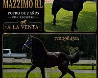 all-around-friesian-horse