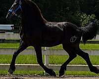 athletic-friesian-horse