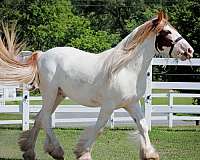 chestnut-tobiano-gvhs-horse