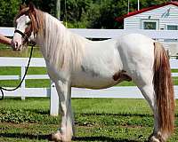 tobiano-horse