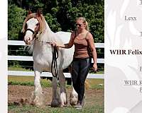 gypsy-horses-for-sale-vanner-sale