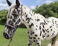 appaloosa-mare