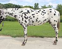 appaloosa-horse