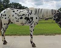 appaloosa-horse-for-sale