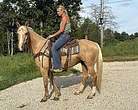 flashy-quarter-horse