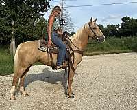 husband-safe-quarter-horse