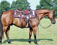 beginner-quarter-horse