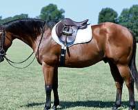 husband-safe-quarter-horse