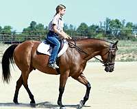 jumper-quarter-horse