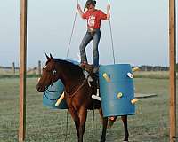 lesson-quarter-horse