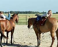 ranch-quarter-horse