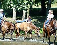 ranch-work-quarter-horse
