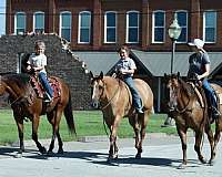 trail-quarter-horse