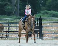 experienced-quarter-horse