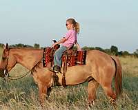 kid-safe-quarter-horse