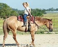playday-quarter-horse