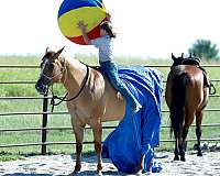 ridden-western-quarter-horse