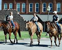 trail-quarter-horse