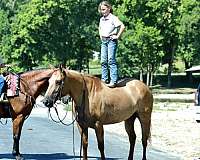 trained-quarter-horse