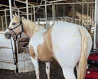 all-around-quarter-horse
