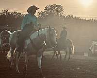 athletic-quarter-horse