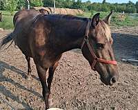 ivory-mane-tail-feathers-horse