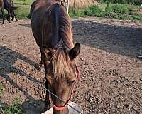 chocolate-ivory-mane-tail-feathers-horse